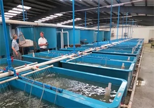 南美对虾养殖设备早放苗虾导致发病率高的原因