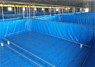 南美对虾养殖设备,循环水养虾