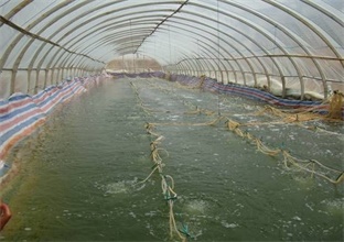 南美对虾养殖设备,淡水养虾,循环水养虾 南美对虾养殖设备,淡水养虾,循环水养虾