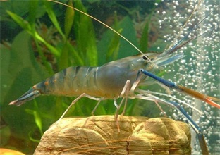 循环水养虾,南美对虾养殖设备,淡水养虾