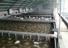 南美对虾养殖设备养殖技术要点