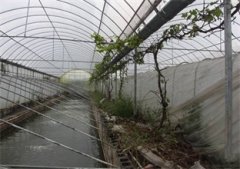 淡水养虾清水放苗是否可行