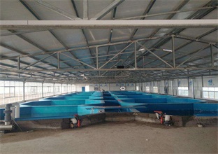 循环水养虾 循环水养虾