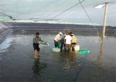 暴雨后南美对虾养殖设备养殖户为何要补矿物元