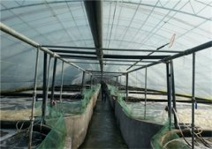 南美对虾养殖设备对虾偷死分析与防治方法