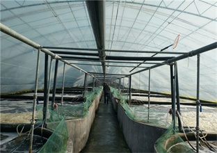 南美对虾养殖设备