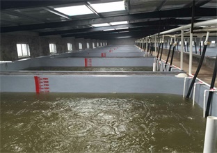 淡水养虾 淡水养虾
