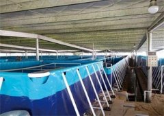 南美对虾养殖设备与河蟹混养模式
