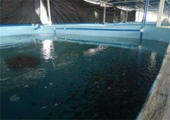 淡水养虾PH值偏高有哪些原因