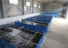 南美对虾养殖设备过程中三个最佳防病阶段