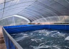 南美对虾养殖设备养殖过程中发病征兆