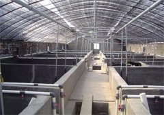 南美对虾养殖设备三个最佳防病阶段