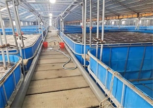 南美对虾全场景养殖专业解决方案