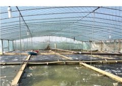 南美对虾养殖设备水体的特点