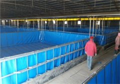 淡水养虾可以成功养殖南美白对虾吗