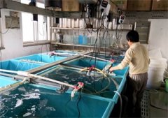 南美对虾养殖设备淡水养殖与海水养殖的区别