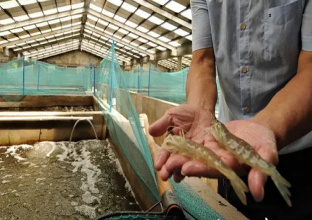南美对虾养殖设备为什么不能频繁使用抗生素？