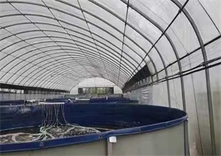 南美对虾养殖设备淡水与海水养殖的区别