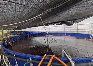 南美对虾养殖设备三茬养殖时间