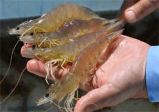 南美对虾养殖设备养殖中期肥水要求