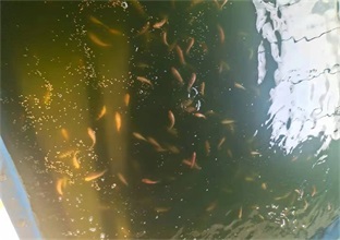 南美对虾养殖设备有哪些先进的地方